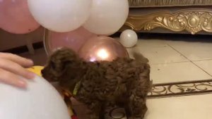 кавапу #кавапу#кавудель