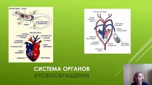 Внутреннее строение пресмыкающихся..mp4