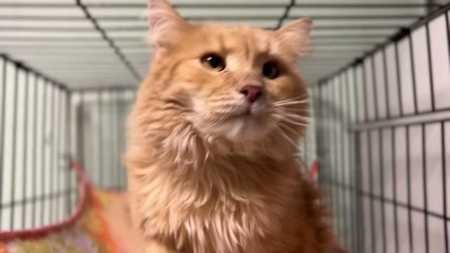 ВАЙС смотреть онлайн