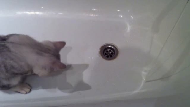 Котёнок впервые видит воду смотреть онлайн