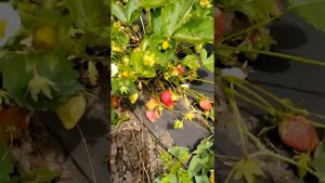 Выращивание многоразовой клубники