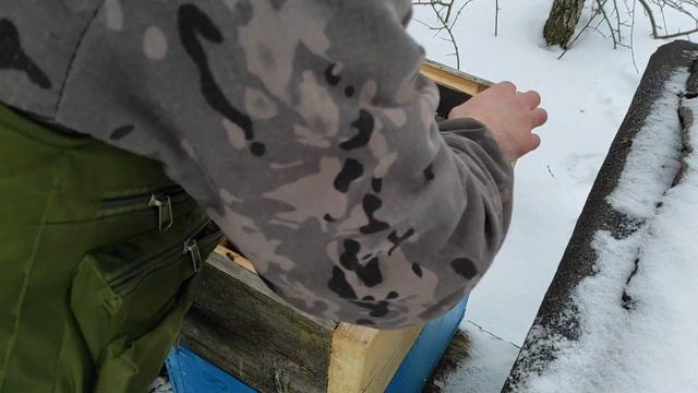 Пчеловодство. Отводки съели за 2 недели канди. Новые дотации. #пчёлы #пчеловодство #зимовкапчёл смотреть онлайн