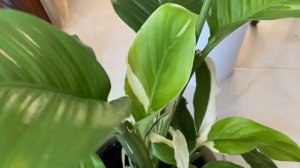 Моя коллекция спатифиллумов