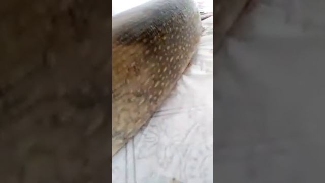 Чудо-рыба смотреть онлайн