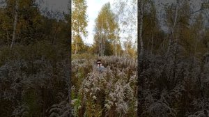 Золотарник канадский ядовитый.