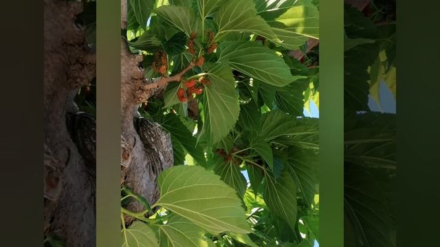 Средиземноморский городок. Цветы, кустарники, деревья. смотреть онлайн