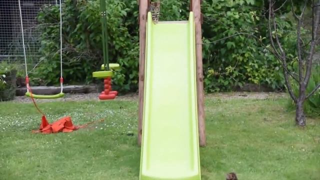 Бенгальские котята играют с горкой смотреть онлайн