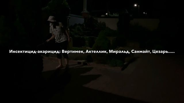 ЕЛЬ КОНИКА желтеет, осыпается.... СПАСАЕМ!