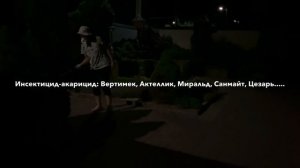 ЕЛЬ КОНИКА желтеет, осыпается.... СПАСАЕМ!