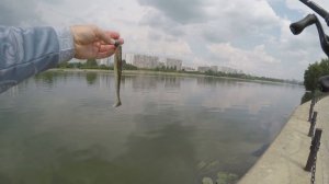 Graphiteleader 20 Vigore GVIGC 76MH