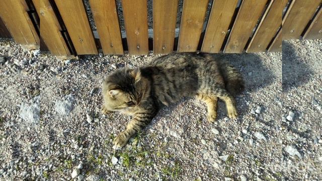 КОТЫ и КОШКИ в ЯЛТЕ БУДНИ ПЕРЕСЕЛЕНЦЕВ смотреть онлайн