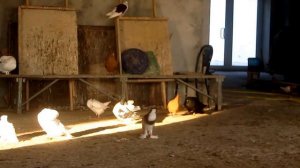 Элитная голубятня