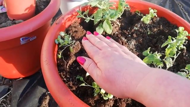 Гладиолусы в кашпо и цветы-компаньоны #2 смотреть онлайн