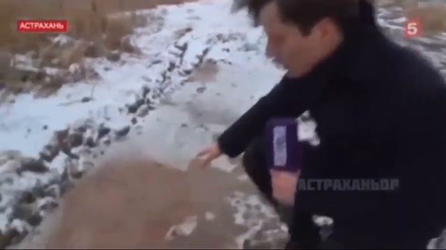 Ситуация с бродячими собаками в Астрахани смотреть онлайн