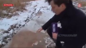 Ситуация с бродячими собаками в Астрахани