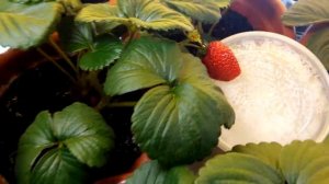 Выращивание дома ремонтантная клубника земляника strawberry на окне 26.04.18. Проращивание семян.