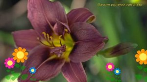 Лилейник гибридный Блю Шин. Краткий обзор, описание характеристик hemerocallis hybrida Blue Sheen