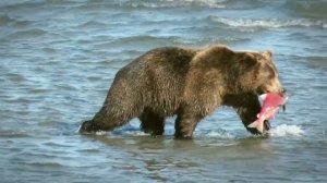 Разговоры о важном 1-2 класс. День Конституции (12 декабря). Классный час