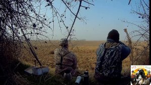 Охота в Узбекистане. Охота на дикого сизого голубя на посевных полях