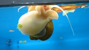 Улитки Ампулярия содержания и уход!