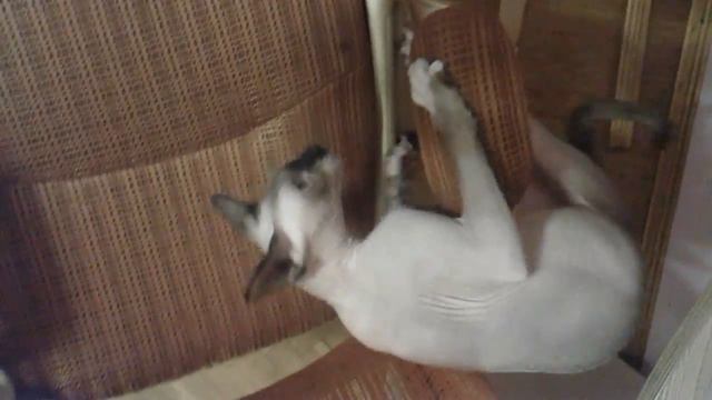 Смешные кошки, Сфинксы,  кошки, котики, #играются