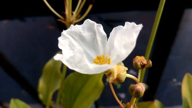 КАК ЦВЕТУТ ЭХИНОДОРУСЫ!!! смотреть онлайн