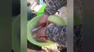 Как быстро почистить окуня.