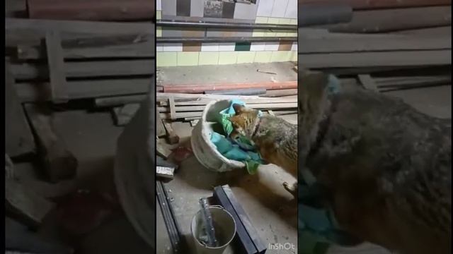 КТО ПОБЕДИТ ? ЖАДНОСТЬ ИЛИ ЛЮБОВЬ ??? смотреть онлайн