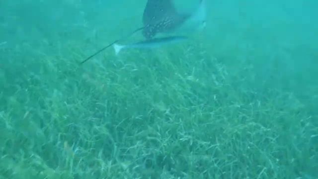 Spotted Eagle Ray and remora