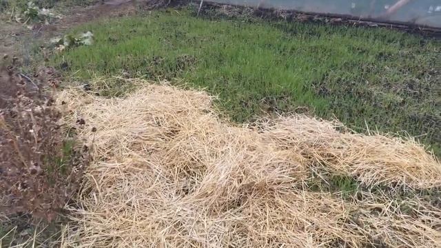Заключительные осенние хлопоты. Огород в порядке. Польза сидератов