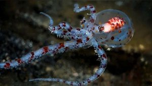 Осьминог фото про осьминога
