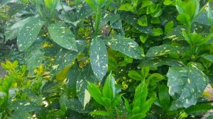 АУКУБА В МОЁМ САДУ!ВЕЧНОЗЕЛЁНОЕ РАСТЕНИЕ!☘☘☘