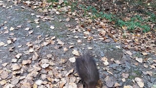 Кормление белки в Павловском парке. смотреть онлайн