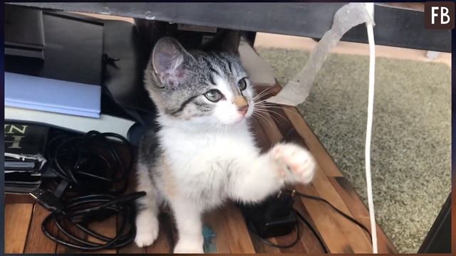 Чего ждать, если кошка сама пришла к вам в дом: приметы и суеверия смотреть онлайн