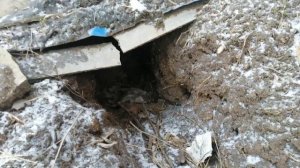 Это видео для настоящих охотников с норными собаками. Искусственная нора в домашних условиях.