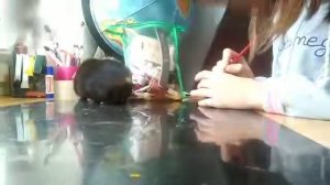 Как сделать йо-йо леди баг своими руками 🐞