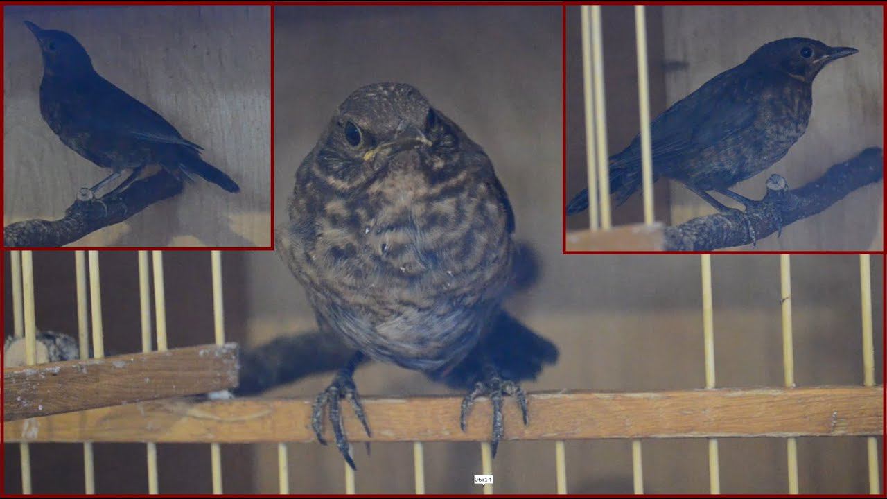 Птенцы черного дрозда выкормыши. 2