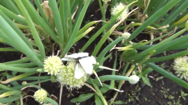 Лук батун 23 июня 2017 бабочки капустницы атаковали лук урожайный огород сад и огород смотреть онлайн