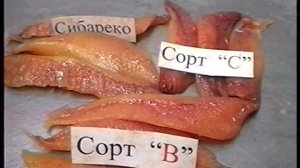 Работа на нерест сельди пб Всеволод Сибирцев