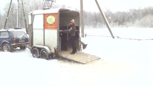 Проблемы погрузки лошади в коневоз