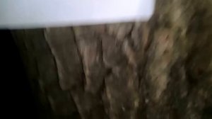 Как вызвать Слендермена в Лесу