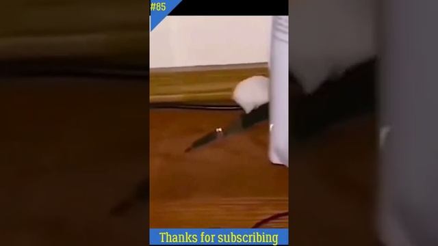 Злой хомяк с ножом l Забавный черный кот напуган смотреть онлайн