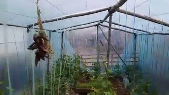 Теплица ISSIQXONADA Парник xamyonbop смотреть онлайн