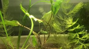 Рыбка Петушок охотится за креветками.