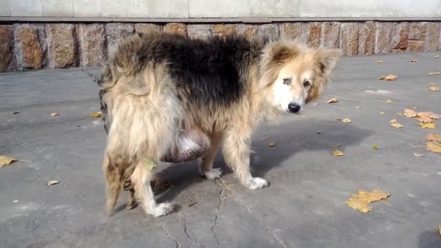 Больная собака с огромной опухолью смотреть онлайн