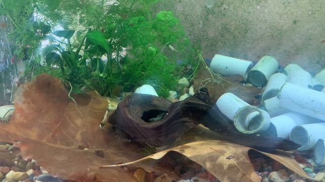 Диатомовые водоросли в аквариуме - Какие причины появления? как бороться?