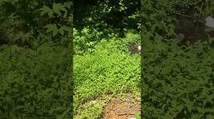 Лягушка-холодушка