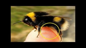 Может ли шмель укусить