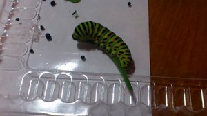 Гусеница пожирает петрушку 2 / The caterpillar eats parsley 2