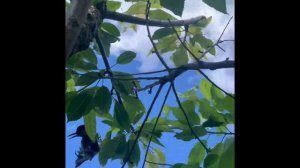 Сетка на черешню от птиц